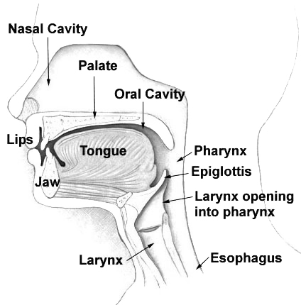Head and neck